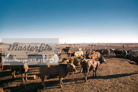 Agriculture, Commercial Cattle Farm