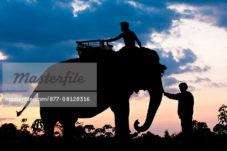 Camdodia, Ratanakiri Province, the Okatchang path, the mahouts lead the elephants back to their home