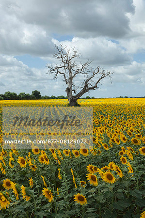 France, Western France, Charente-Maritime, le Mung, sunflower fields, dead chestnut tree