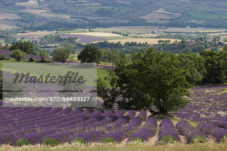 France, Drome, Provence, large lanscape on lavender fields seen from above