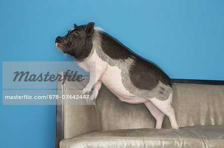 A black and white pot bellied pig standing on a  sofa, in a domestic home.
