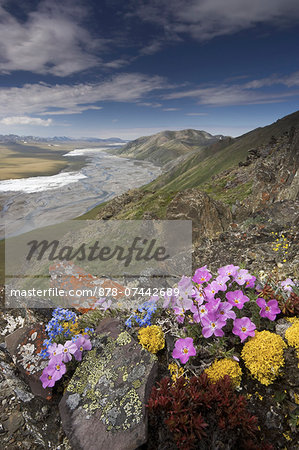 Hardy arctic wildflowers grow only a few inches high in order to reduce exposure to the moisture-robbing winds, Arctic National Wildlife Refuge, Alaska, USA.