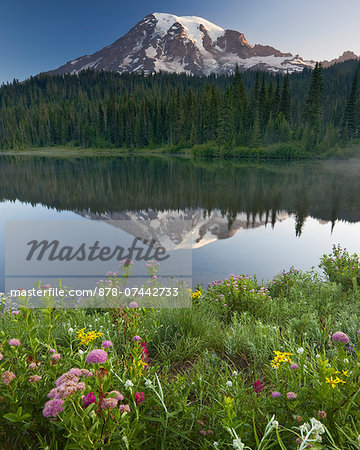Mount Rainier, a snow capped peak, surrounded by forest reflected in the lake surface in the Mount Rainier National Park.