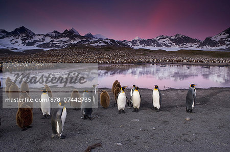 King Penguins, Aptenodytes patagonicus, in groups on the beach at dusk on South Georgia Island.