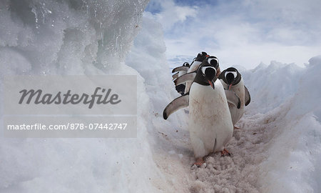 Gentoo penguins using a well worn pathway through the snow, to reach the sea. Antarctica Gentoo penguins using a well worn pathway through the snow, to reach the sea. Antarctica