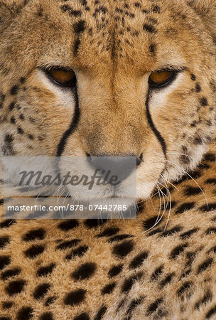 A Cheetah, Acinonyx jubatus, a close up of the face and spotted fur markings.