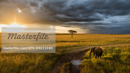 Elephant in the Masaimara at sunset