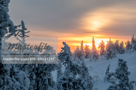 The arctic sunrise lights up the snowy woods shrouded in morning mist Ruka Kuusamo Ostrobothnia region Lapland Finland Europe