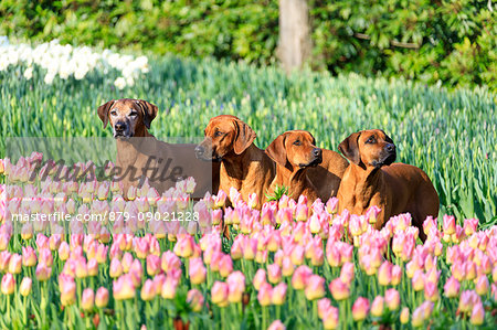 Dogs in the gardens of multi colored tulips in bloom Keukenhof Botanical park Lisse South Holland The Netherlands Europe