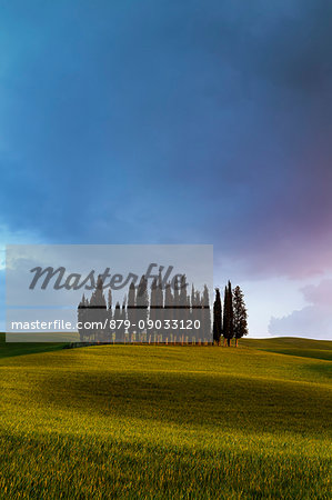 Cypress Grove near san Quirico d'orcia, val d'orcia, san Quirico d'orcia, Siena, Tuscany, italy