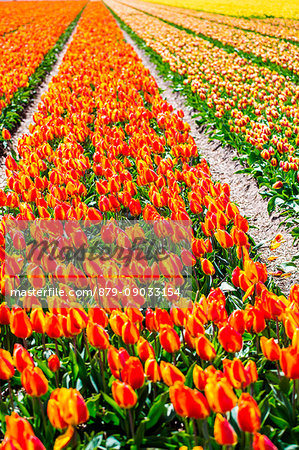 Tulips in Lisse, Netherlands, Europe.