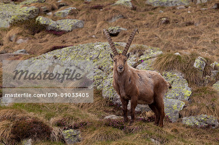 Canale valley, Orobic alps, Lombardy, Italy. Capra ibex