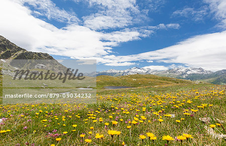 Flowers around Lake Emet and Rifugio Bertacchi Montespluga Chiavenna Valley Sondrio province Valtellina Lombardy Italy Europe