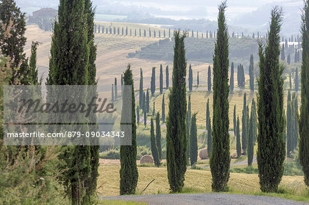 Cypresses and hay bales in the green gentle hills of Crete Senesi (Senese Clays) province of Siena Tuscany Italy Europe Cypresses and hay bales in the green gentle hills of Crete Senesi (Senese Clays) province of Siena Tuscany Italy Europe