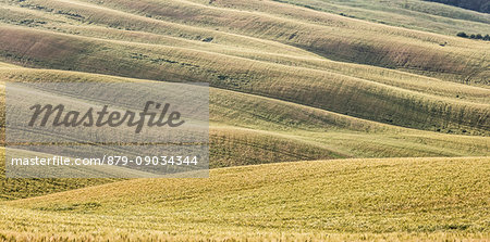 The curved shapes of the multicolored hills of the Crete Senesi (Senese Clays) province of Siena Tuscany Italy Europe