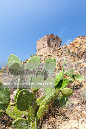 Prickly pears frame the ancient Genoese tower built as fortress of defense Porto Southern Corsica France Europe