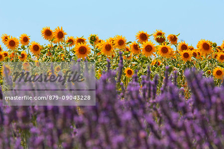 Europe, France,Provence Alpes Cote d'Azur,Plateau of Valensole.Lavender Field