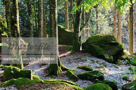 The sun filters in the forest trees. Bagni di Masino, Valmasino, Lombardy, Italy.