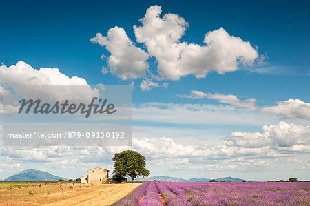 Lavender field, Valensole Plateau, Provence, France
