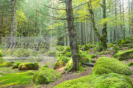 The moss in a forest of Bagni di Masino. Val Masino, Valtellina, Lombardy, Italy