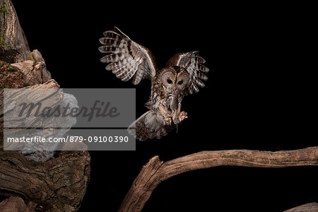 The Tawny owl feeds its young, Trentino Alto-Adige, Italy