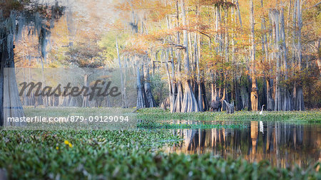 Bayou in Atchafalaya river, Plaquemine,Atchafalaya Basin, Louisiana, Southern United States, USA, North America Bayou in Atchafalaya river, Plaquemine,Atchafalaya Basin, Louisiana, Southern United States, USA, North America