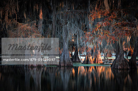 Lake Martin, Breaux Bridge, Atchafalaya Basin, Southern United States, USA; North America Lake Martin, Breaux Bridge, Atchafalaya Basin, Southern United States, USA; North America