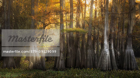 Atchafalaya river, Plaquemine, Atchafalaya Basin, Southern United States, USA; North America Atchafalaya river, Plaquemine, Atchafalaya Basin, Southern United States, USA; North America