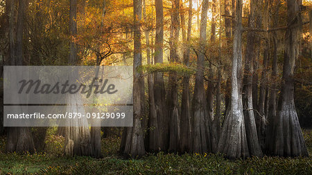 Atchafalaya river, Plaquemine, Atchafalaya Basin, Southern United States, USA; North America