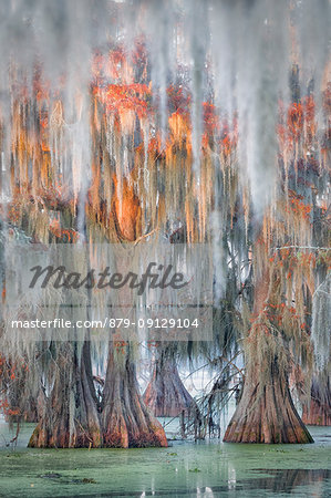 Lake Martin, Breaux Bridge, Atchafalaya Basin, Southern United States, USA; North America Lake Martin, Breaux Bridge, Atchafalaya Basin, Southern United States, USA; North America