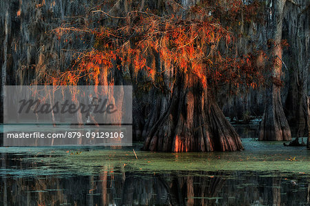 Bald Cypress (Taxodium distichum) in Lake Martin, Breaux Bridge, Atchafalaya Basin, Southern United States, USA; North America Bald Cypress (Taxodium distichum) in Lake Martin, Breaux Bridge, Atchafalaya Basin, Southern United States, USA; North America