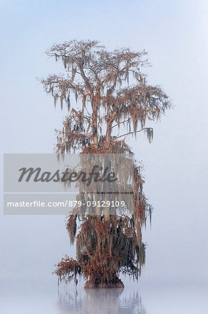 Bald Cypress (Taxodium distichum) in Lake Martin, Breaux Bridge, Atchafalaya Basin, Southern United States, USA; North Americaf Bald Cypress (Taxodium distichum) in Lake Martin, Breaux Bridge, Atchafalaya Basin, Southern United States, USA; North Americaf