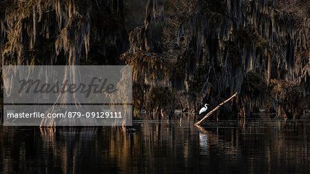 Great Egret (Ardea alba) in Lake Martin, Breaux Bridge, Atchafalaya Basin, Southern United States, USA; North America
