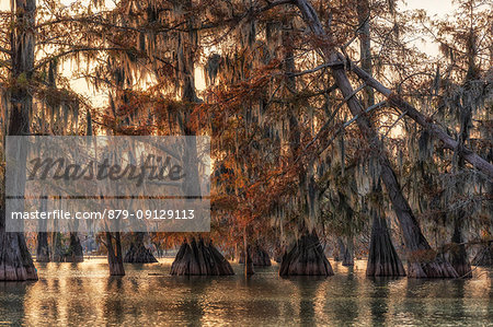 Bald cypresses forest (Taxodium distichum); Lake Martin, Breaux Bridge, Atchafalaya Basin, Southern United States, USA; North America