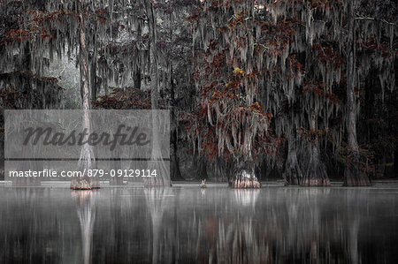 Lake Martin, Breaux Bridge, Atchafalaya Basin, Southern United States, USA; North America Lake Martin, Breaux Bridge, Atchafalaya Basin, Southern United States, USA; North America