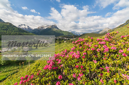 Rhododendrons in bloom, Maloja, Bregaglia Valley, Canton of Graubunden, Engadin, Switzerland