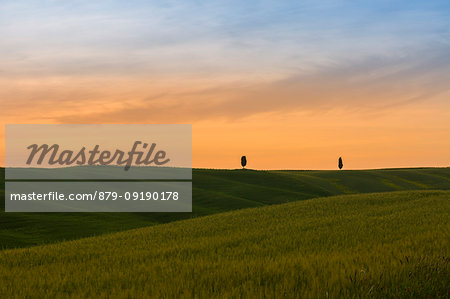 Silhouette of cypresses on the rolling hills of Orcia Valley at sunset, Siena province, Tuscany, Italy Silhouette of cypresses on the rolling hills of Orcia Valley at sunset, Siena province, Tuscany, Italy