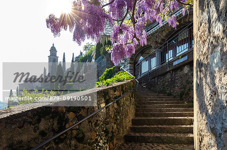Blooming wisteria over the stairs on the way to the Santa Maria del Sasso church. Morcote, Canton Ticino, Switzerland.