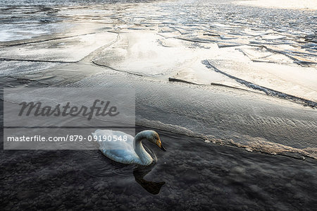 Whooper swan, Kotan onsen, east coast of Lake Kussharo, Eastern Hokkaido, Japan