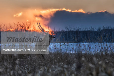 Sika deer, Notsuke peninsula, Shibetsu, eastern hokkaido