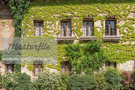 Bassano del Grappa, Vicenza province, Veneto, Italy, Europe. Ivy covers the facade of a house