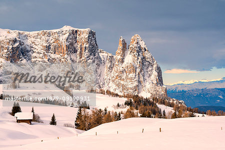 Alpe di Siusi/Seiser Alm, Dolomites, South Tyrol, Italy. Sunrise on the Alpe di Siusi / Seiser Alm with the peaks of Sassolungo / Langkofel and Sassopiatto / Plattkofel.