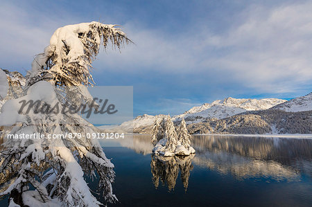 Snow covered trees, Lake Sils, Plaun da Lej, Maloja Region, Canton of Graubunden, Engadin, Switzerland