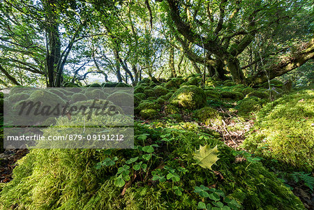 Green Woods Killarney National Park County Kerry Ireland