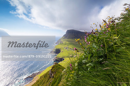 Wild flowers on top of rocks, Gasadalur, Vagar island, Faroe Islands, Denmark