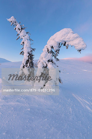 Isolated frozen tree in the snow, Pallas-Yllastunturi National Park, Muonio, Lapland, Finland