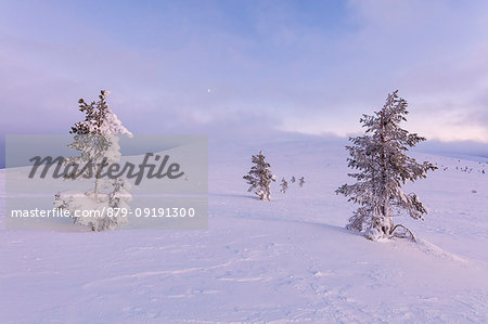 Lone trees in the snow, Pallas-Yllastunturi National Park, Muonio, Lapland, Finland Lone trees in the snow, Pallas-Yllastunturi National Park, Muonio, Lapland, Finland