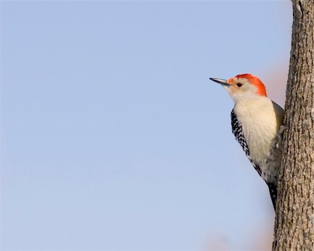 simsearch:400-07292745,k - Red-bellied woodpecker perched on a tree trunk. Stock Photo - Budget Royalty-Free & Subscription, Code: 400-04004135