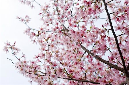 simsearch:400-05066044,k - Closeup of a pink cherry tree in full blossom. Foto de stock - Royalty-Free Super Valor e Assinatura, Número: 400-04004413