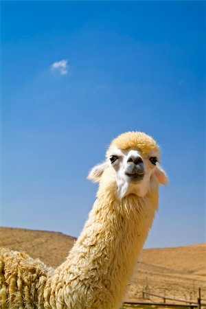 simsearch:625-01753293,k - white alpaca looking at camera Fotografie stock - Microstock e Abbonamento, Codice: 400-04004740